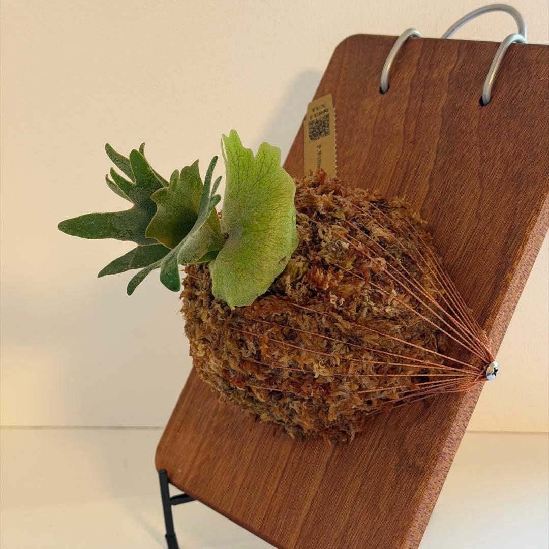 [ビカク丸]板付 極美株 Willinckii Golden Boy