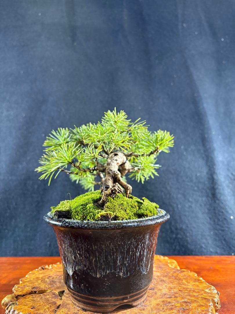 小品盆栽、赤石五葉松、懸崖作り 目立った傷や汚れなし