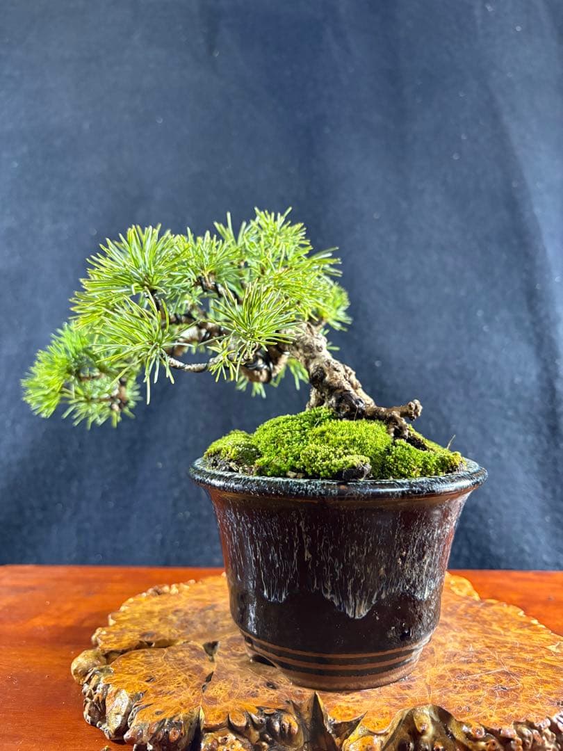 小品盆栽、赤石五葉松、懸崖作り 目立った傷や汚れなし