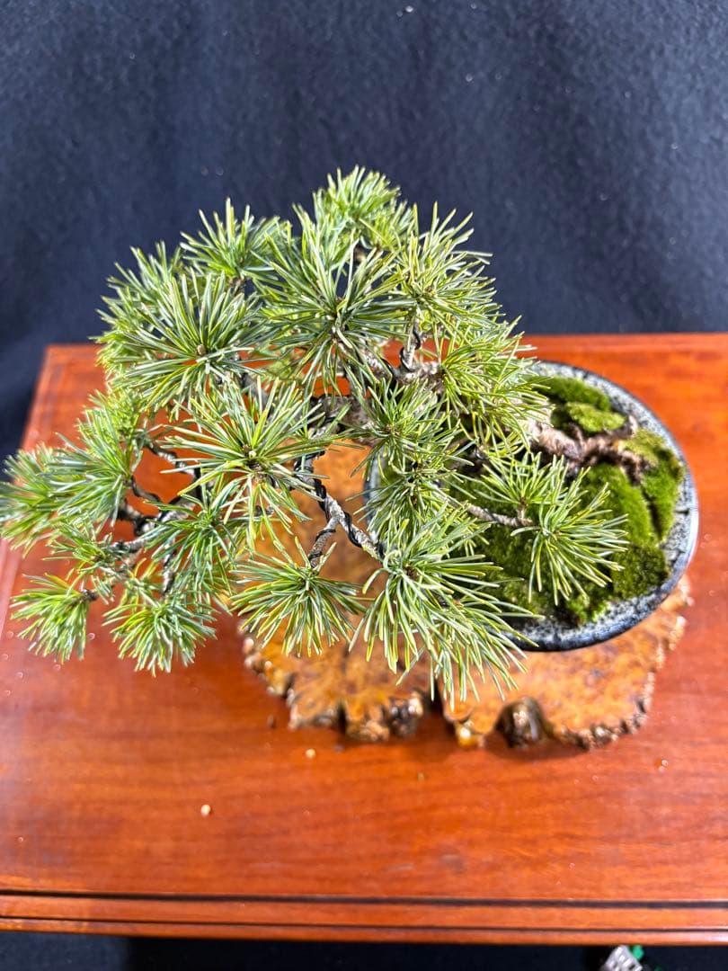 小品盆栽、赤石五葉松、懸崖作り 目立った傷や汚れなし