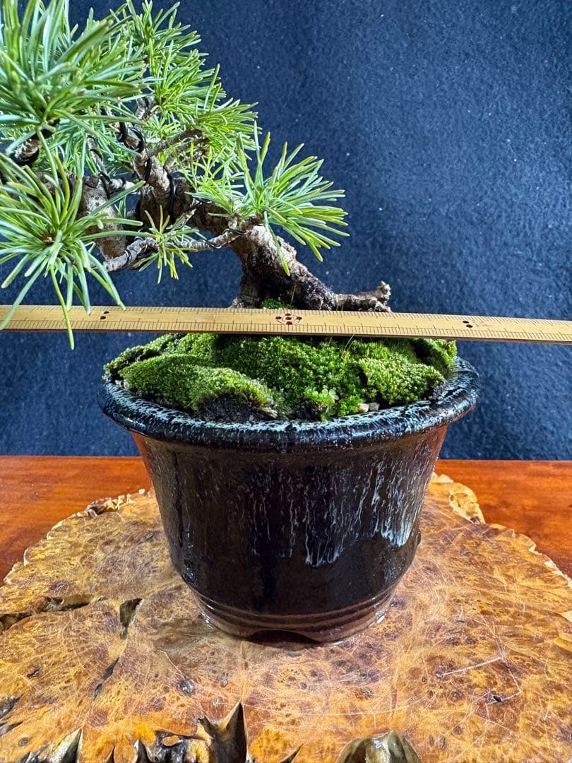 小品盆栽、赤石五葉松、懸崖作り 目立った傷や汚れなし