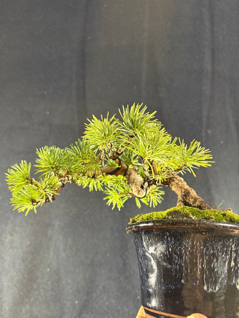小品盆栽、赤石五葉松、懸崖作り 目立った傷や汚れなし