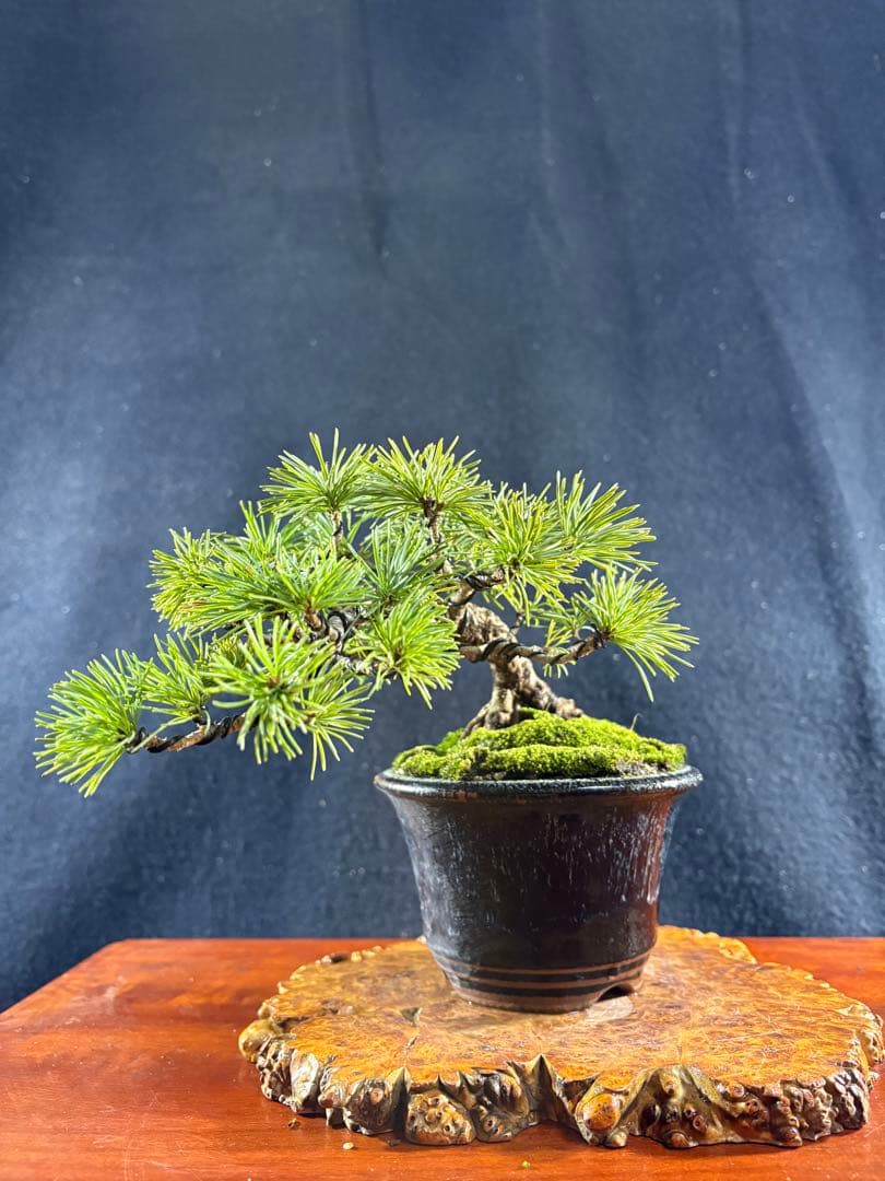 小品盆栽、赤石五葉松、懸崖作り 目立った傷や汚れなし