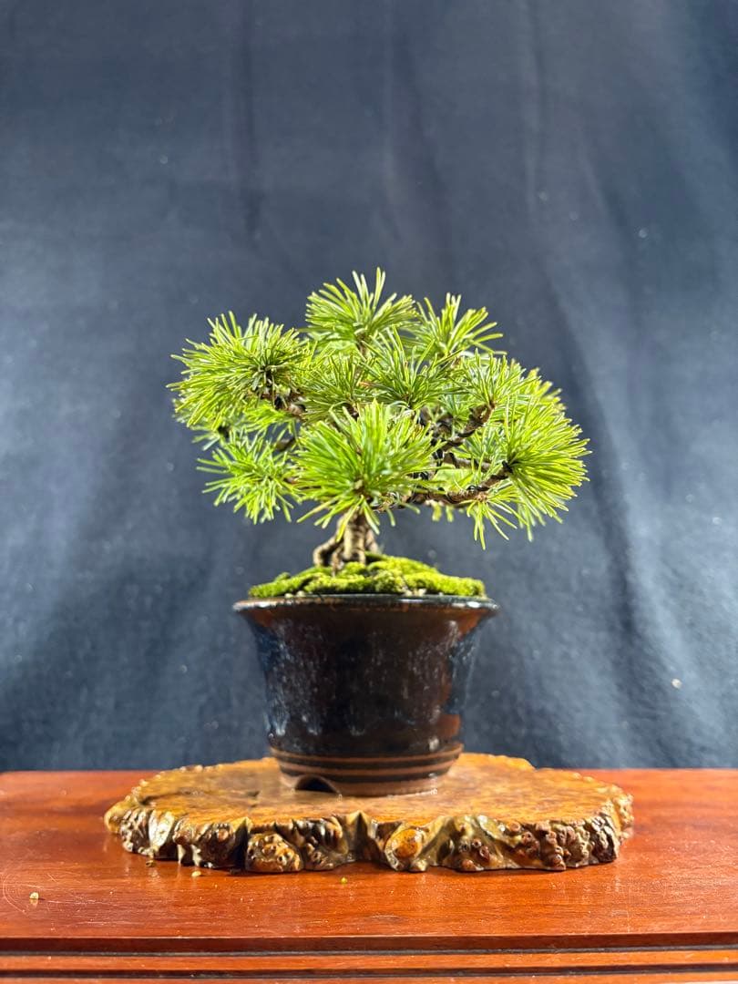 小品盆栽、赤石五葉松、懸崖作り 目立った傷や汚れなし