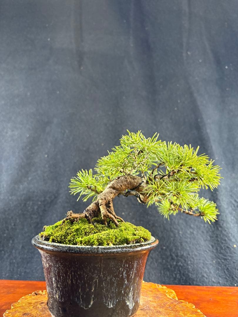 小品盆栽、赤石五葉松、懸崖作り 目立った傷や汚れなし