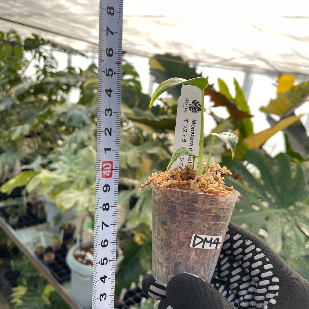 DM4モンステラ デリシオーサ ミント斑入り 2寸ポリポット ネコポス発送