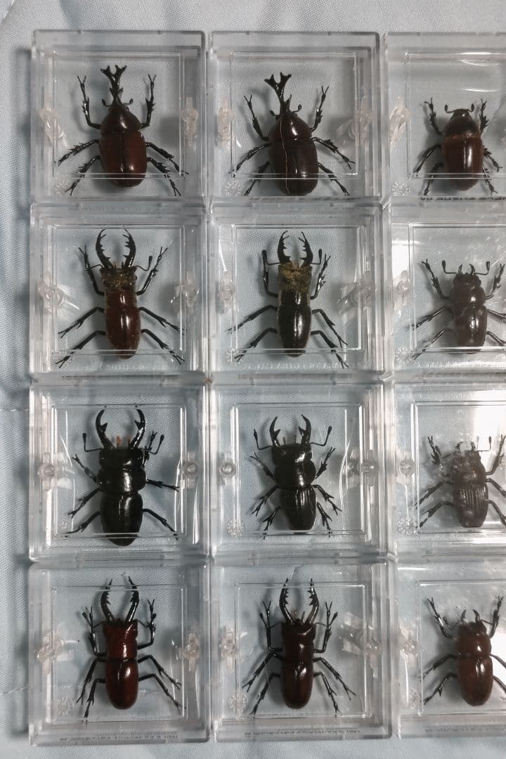 タカラ　世界の甲虫シリーズ　BEETLE OF THE WORLD