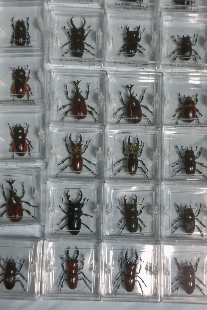 タカラ　世界の甲虫シリーズ　BEETLE OF THE WORLD