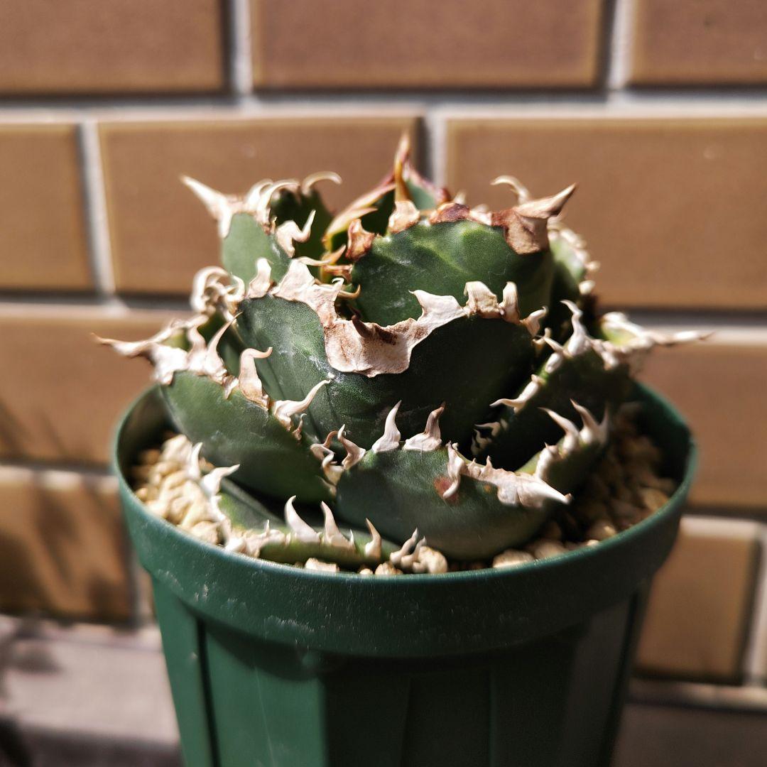 アガベ チタノタ 金剛 親株 - メルカリ