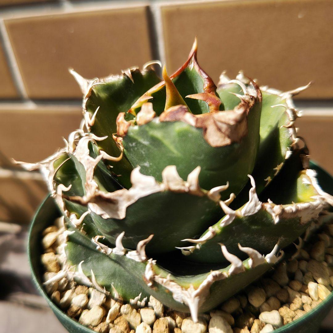 アガベ チタノタ 金剛 親株 - メルカリ