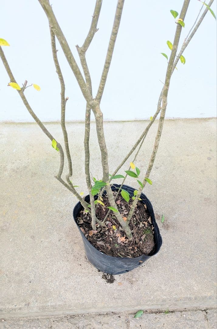 至高。山採りウメモドキ。