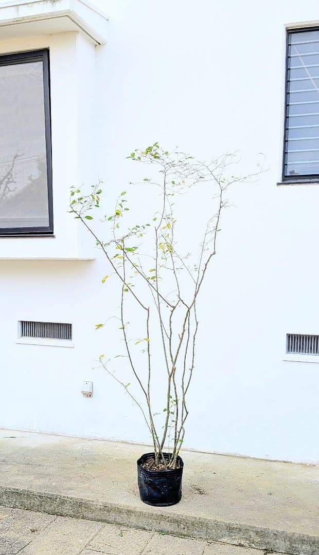 至高。山採りウメモドキ。