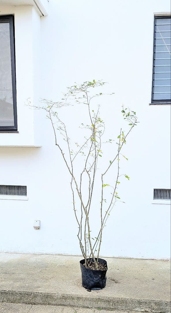 至高。山採りウメモドキ。