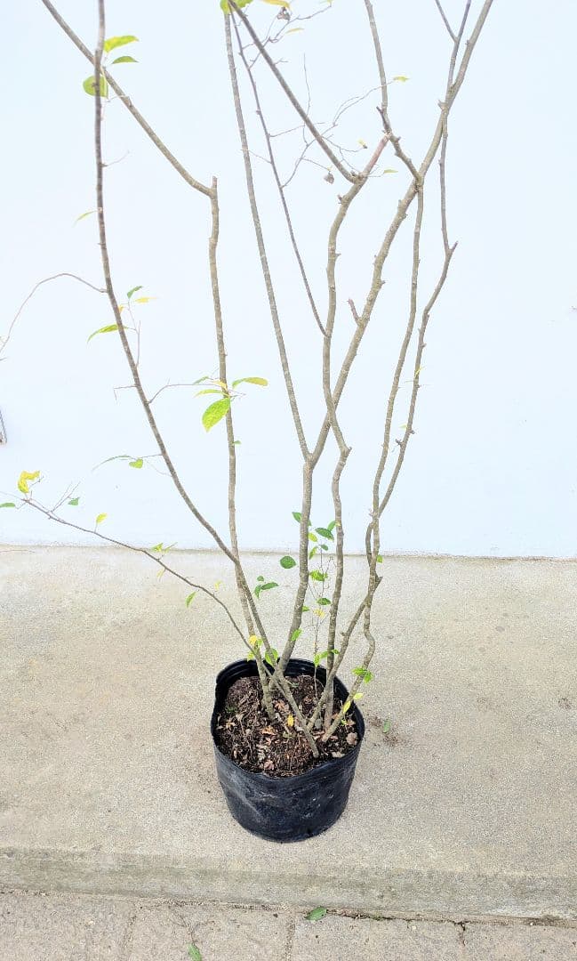 至高。山採りウメモドキ。