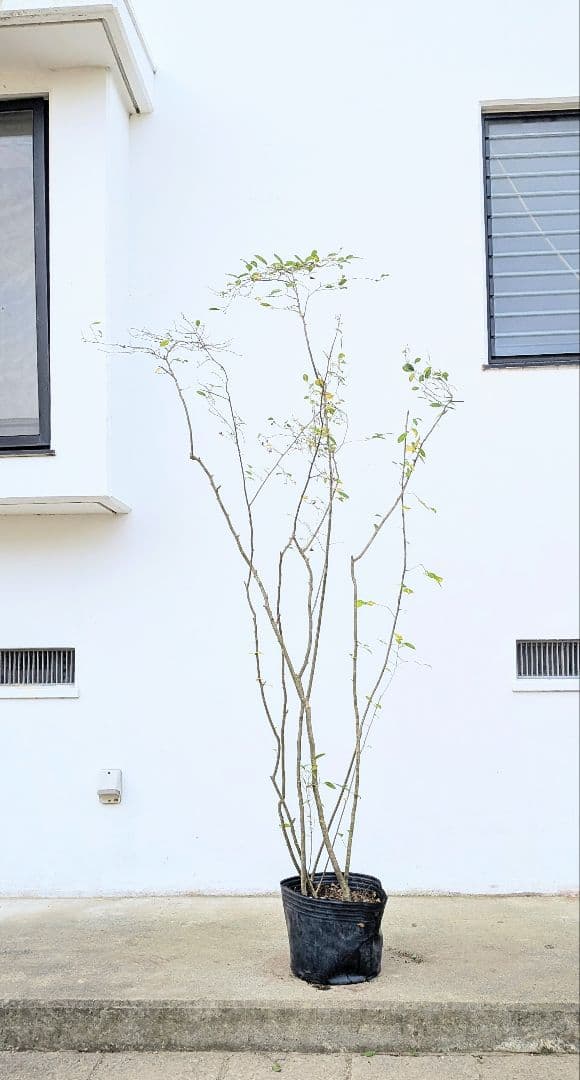 至高。山採りウメモドキ。