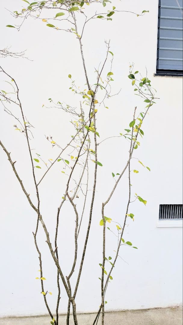 至高。山採りウメモドキ。