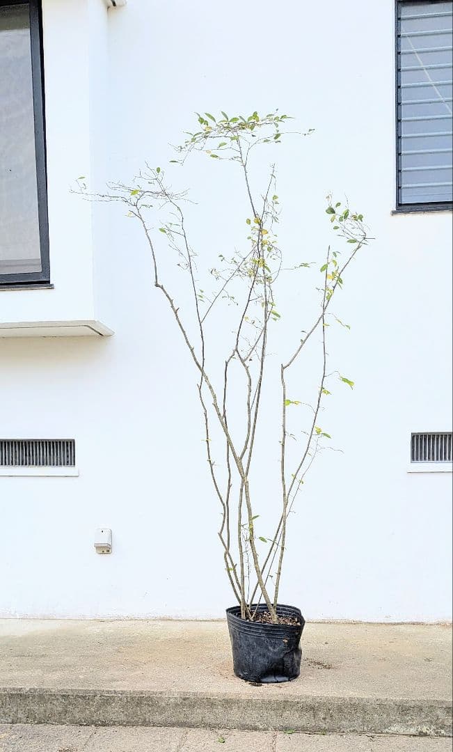 至高。山採りウメモドキ。