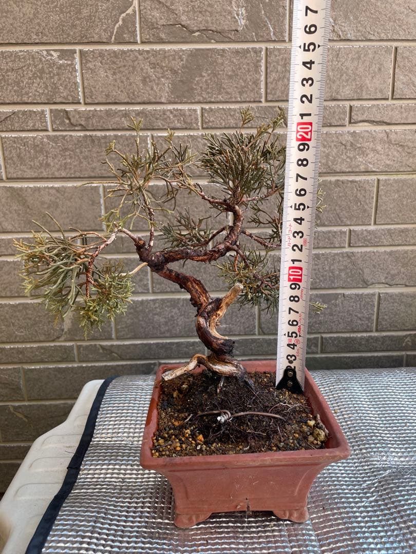 真柏小品盆栽　ジンシャリ