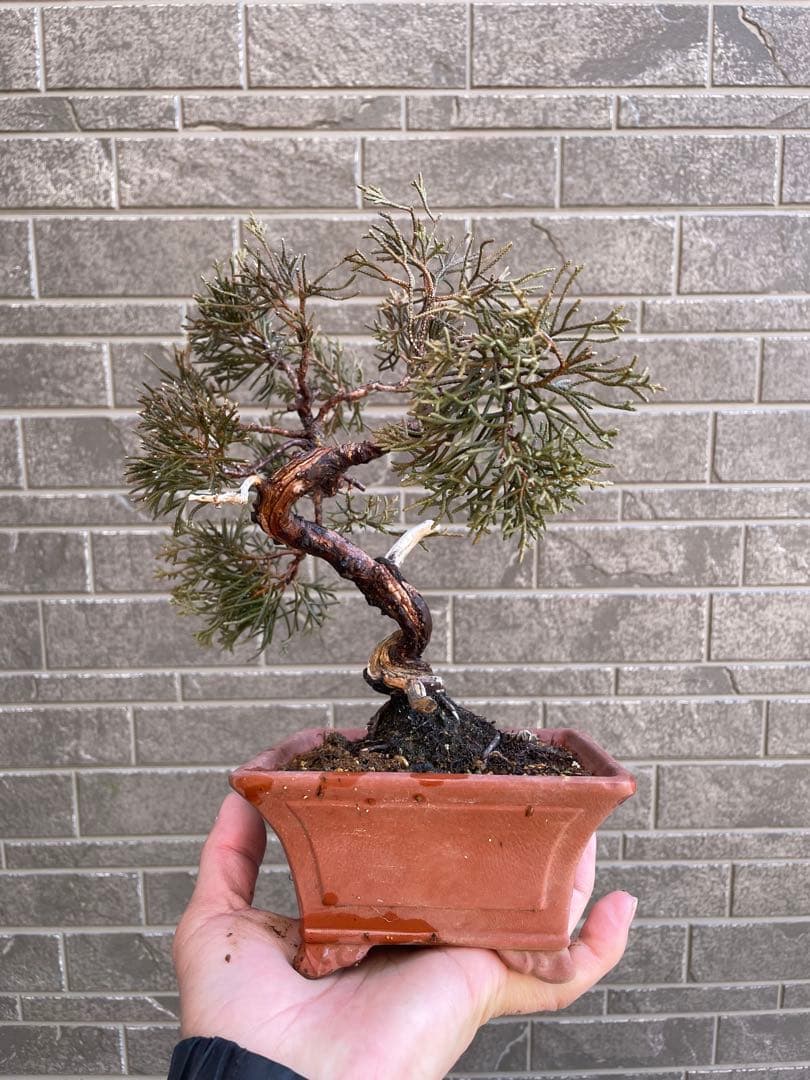 真柏小品盆栽　ジンシャリ