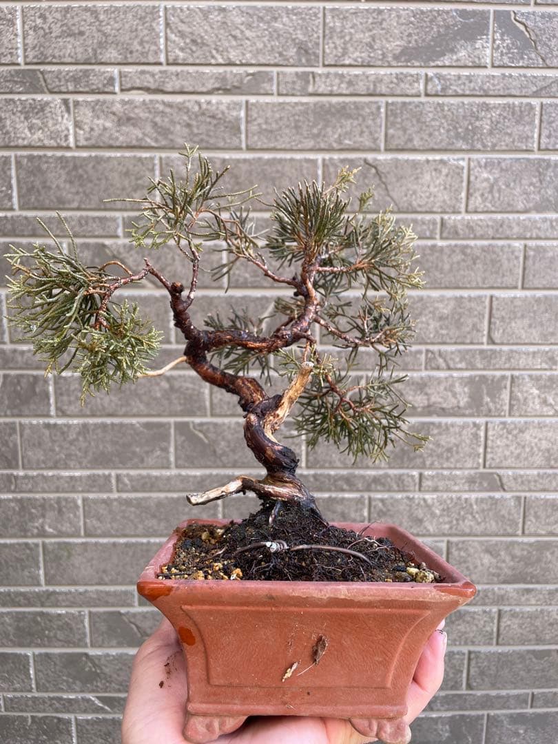 真柏小品盆栽　ジンシャリ