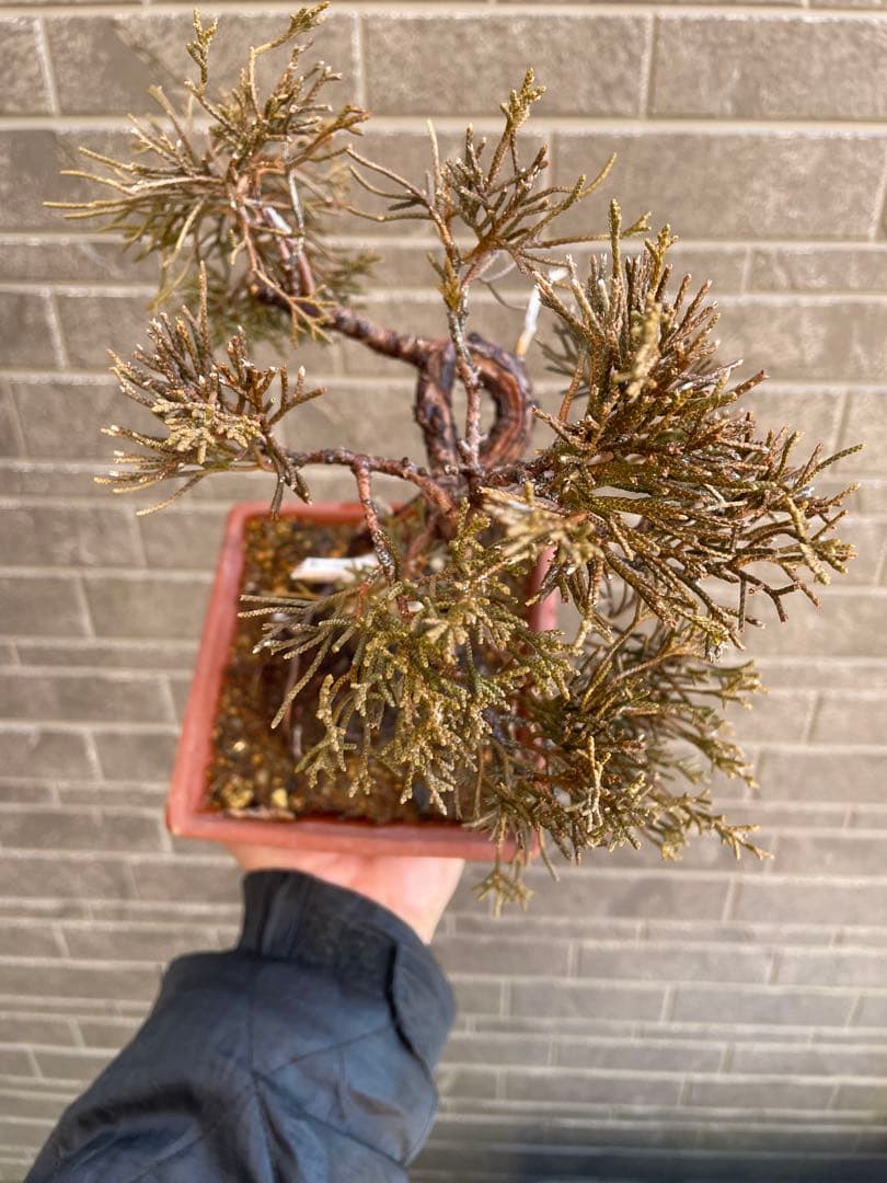 真柏小品盆栽　ジンシャリ