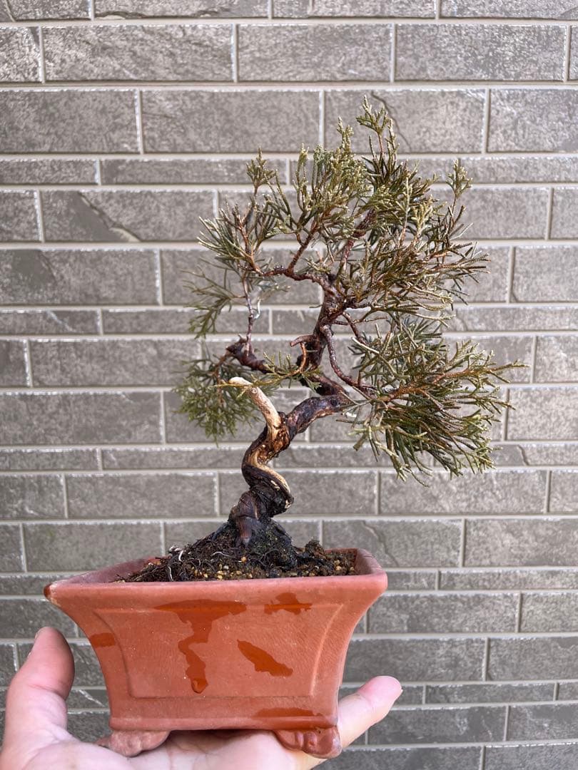 真柏小品盆栽　ジンシャリ