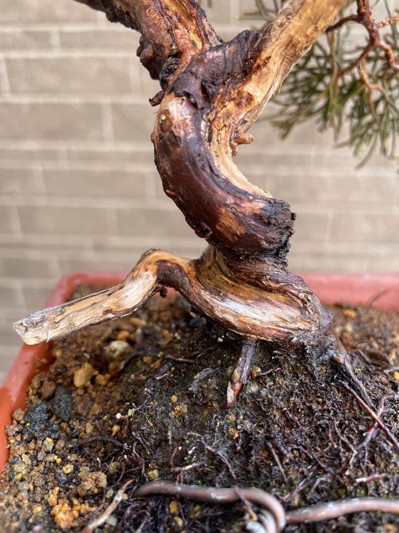 真柏小品盆栽　ジンシャリ