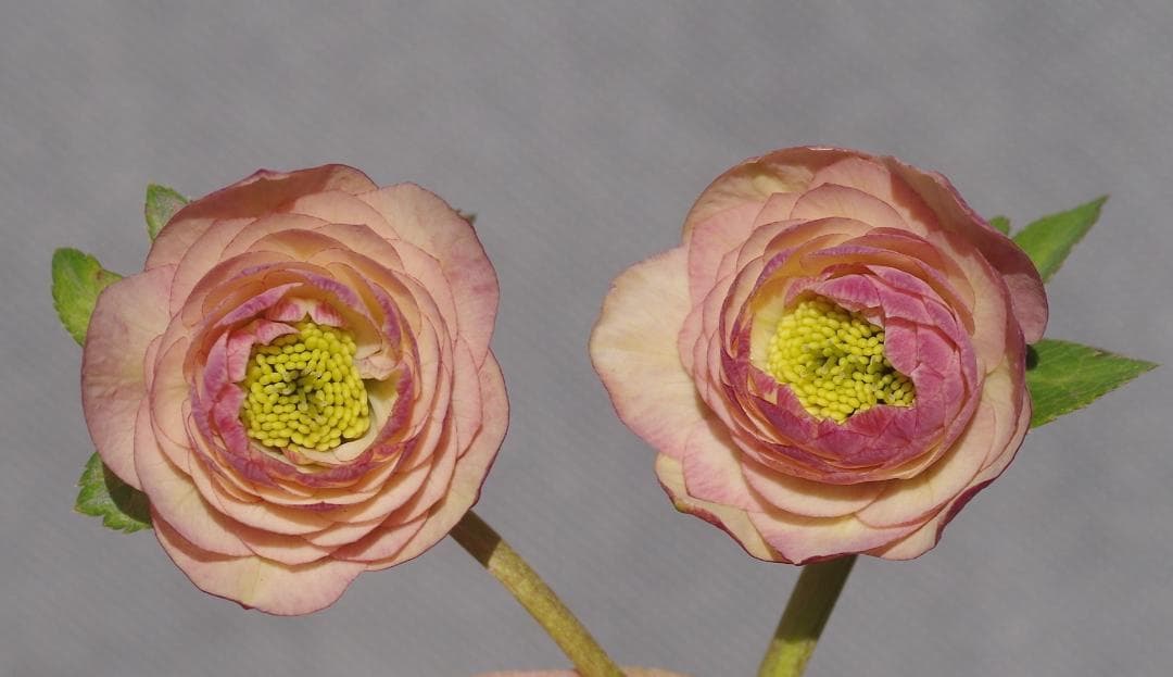 7464 認定！リトルアフロディーテ クリスマスローズ開花 加藤農園