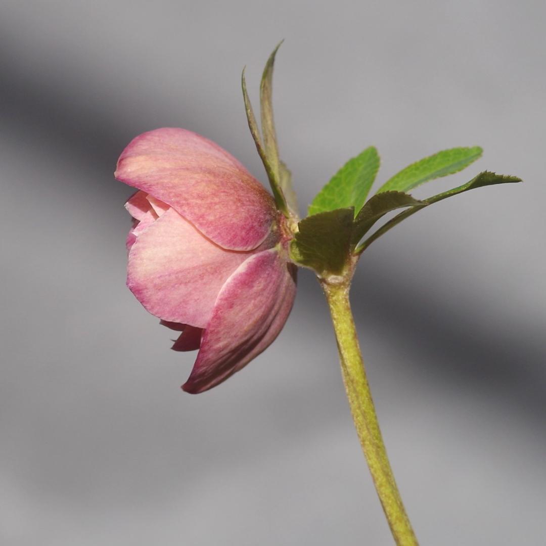 7464 認定！リトルアフロディーテ クリスマスローズ開花 加藤農園