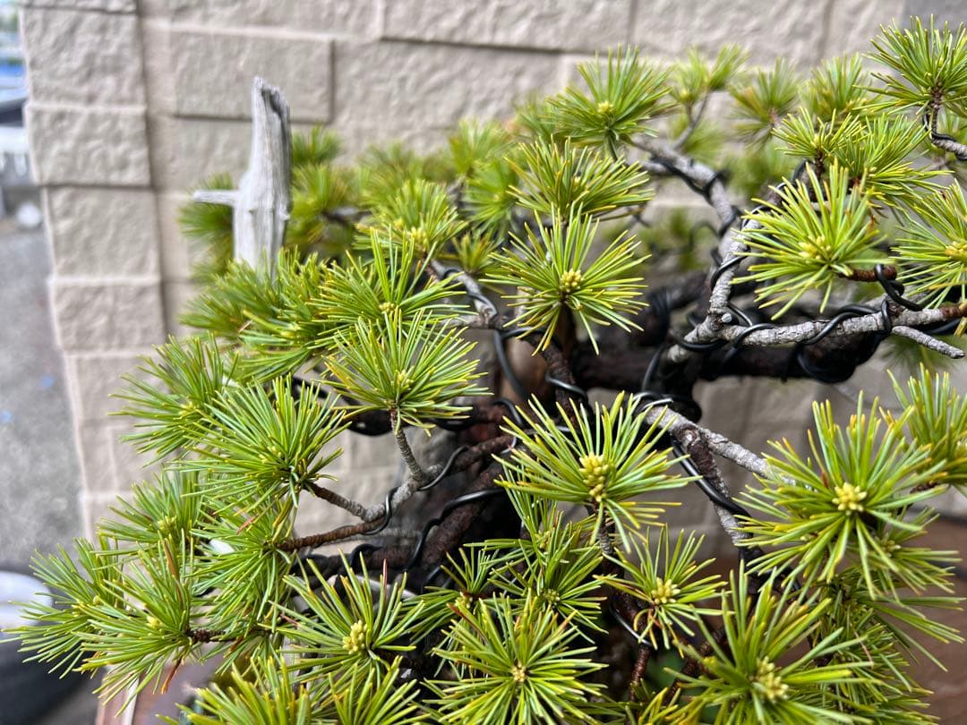 【特価】五葉松　盆栽　ジンシャリ❗️