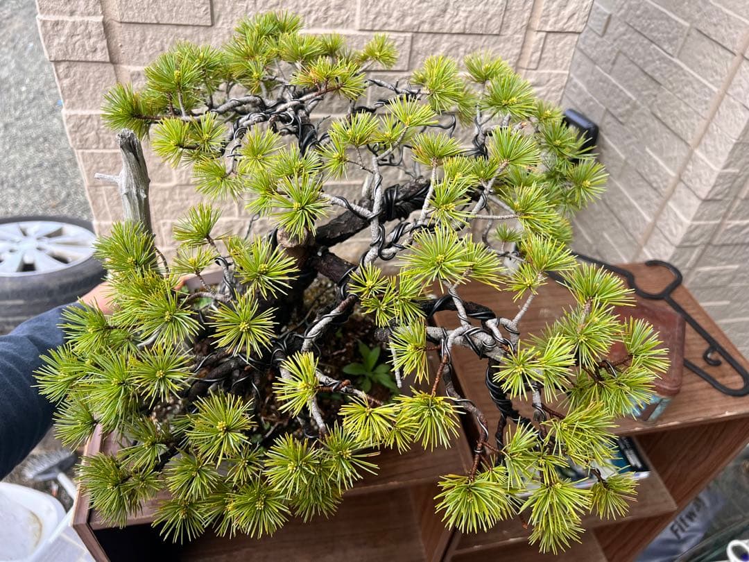 【特価】五葉松　盆栽　ジンシャリ❗️