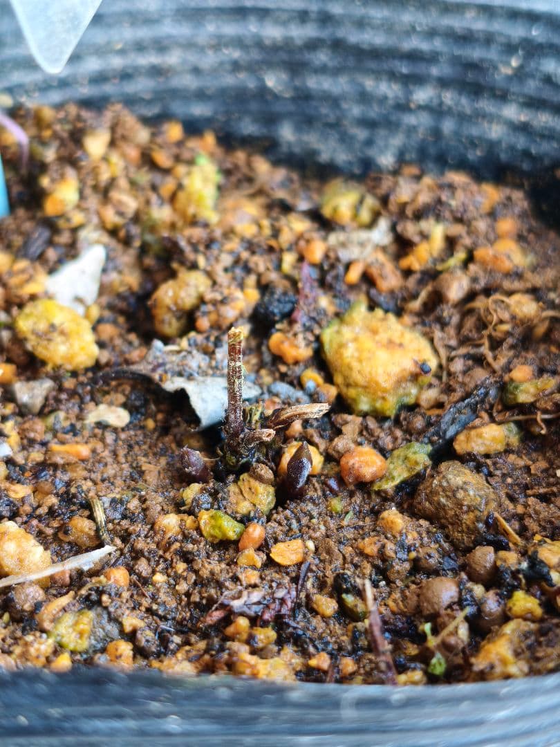 壺型クレマチス【フスカ】3.5寸苗　竹間園芸様育種株