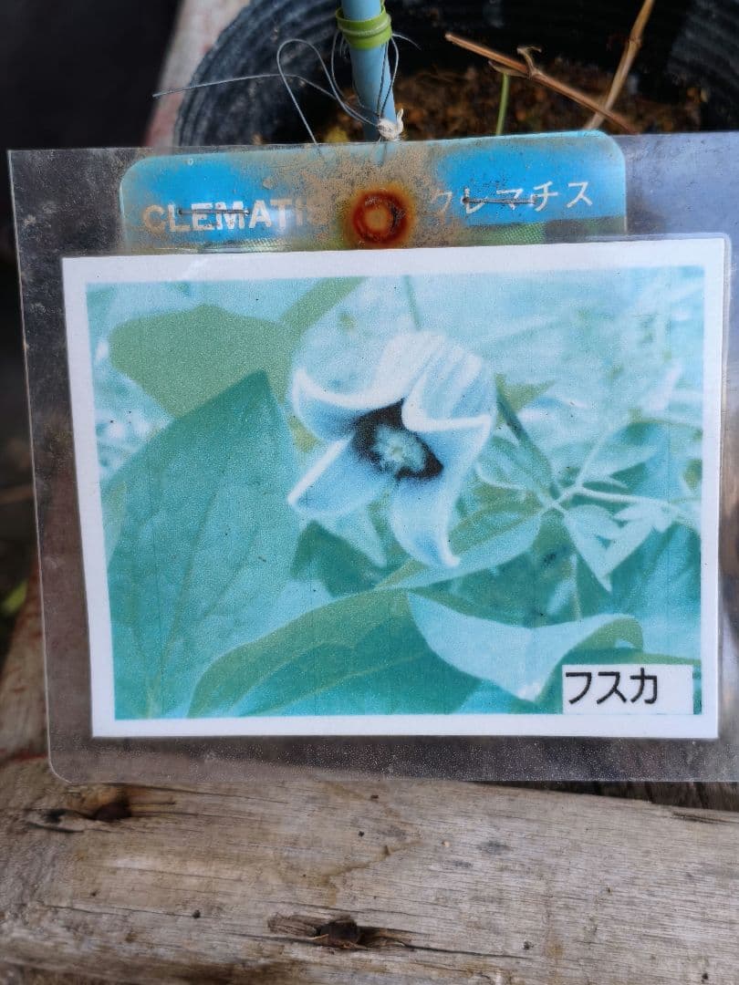 壺型クレマチス【フスカ】3.5寸苗　竹間園芸様育種株