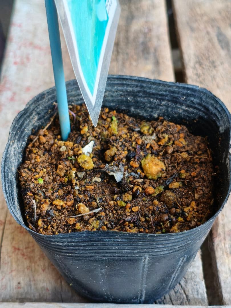 壺型クレマチス【フスカ】3.5寸苗　竹間園芸様育種株