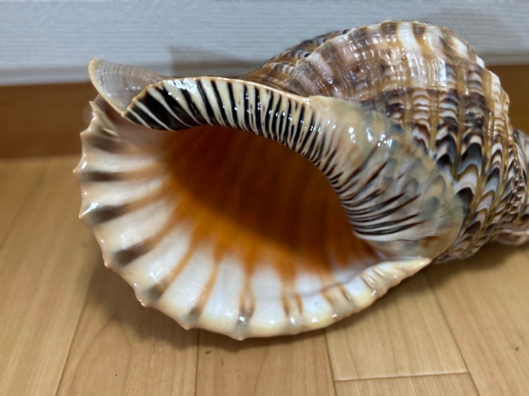 法螺貝 超特大 約37.5cmホラ貝 ほら貝 ほらがい 螺貝 ホラガイ