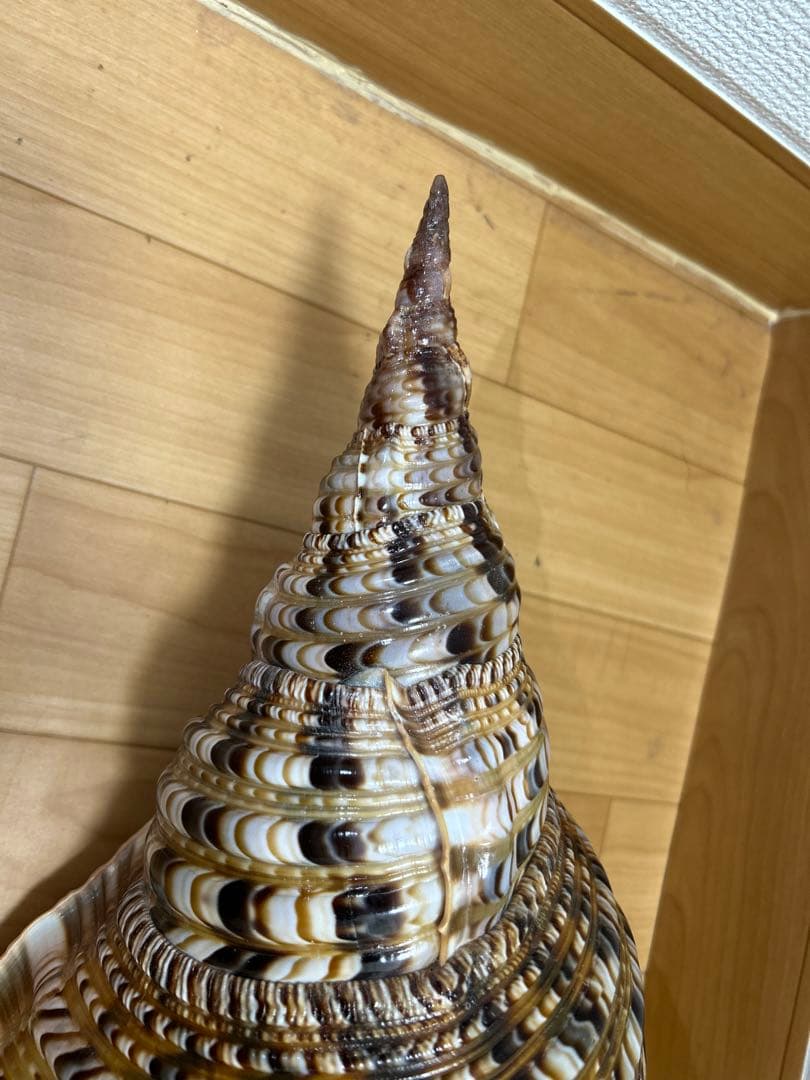 法螺貝 超特大 約37.5cmホラ貝 ほら貝 ほらがい 螺貝 ホラガイ