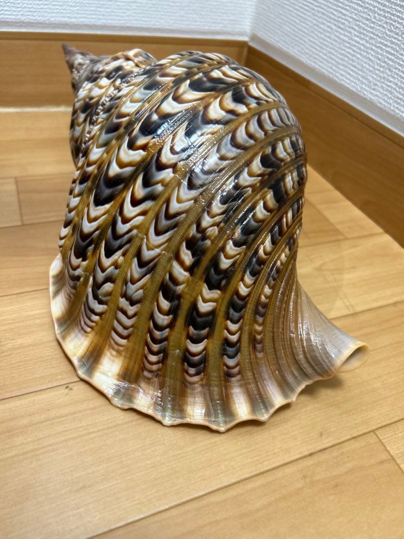 法螺貝 超特大 約37.5cmホラ貝 ほら貝 ほらがい 螺貝 ホラガイ