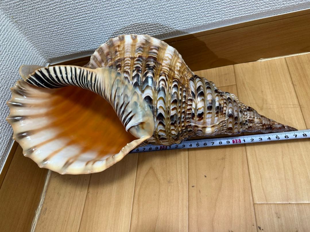 法螺貝 超特大 約37.5cmホラ貝 ほら貝 ほらがい 螺貝 ホラガイ