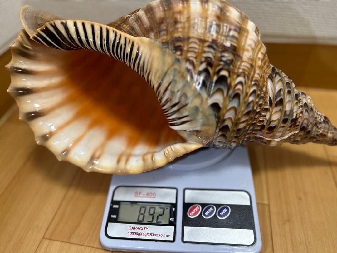 法螺貝 超特大 約37.5cmホラ貝 ほら貝 ほらがい 螺貝 ホラガイ