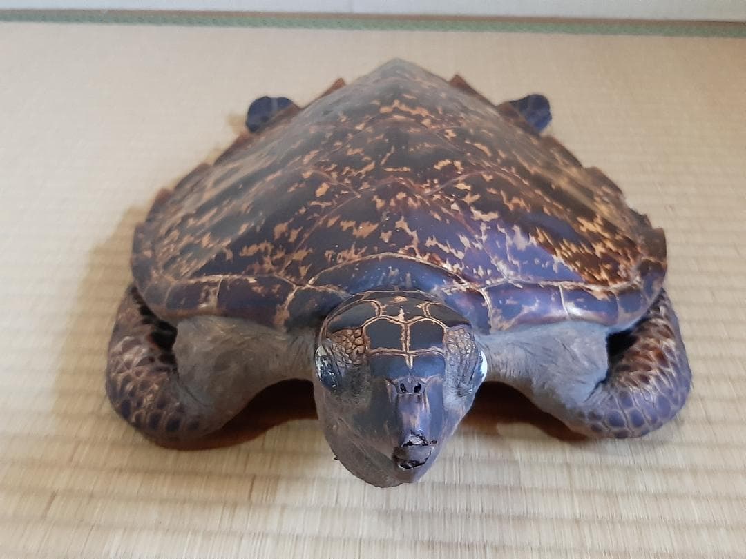 タイマイ ウミガメ 剥製 大小2個体セット 国際希少野生動植物種登録票