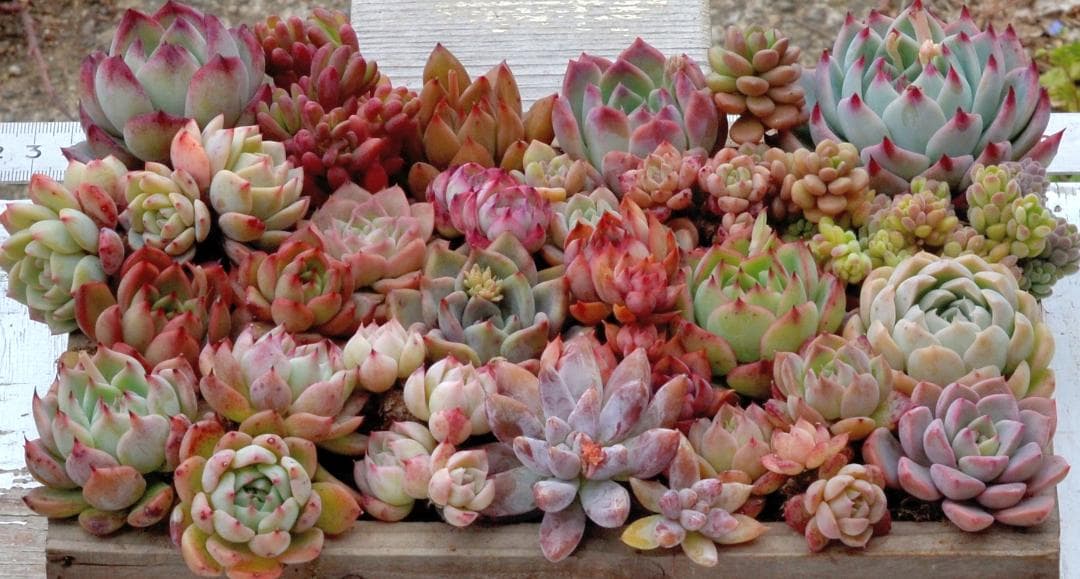 多肉植物（根付き苗21種）