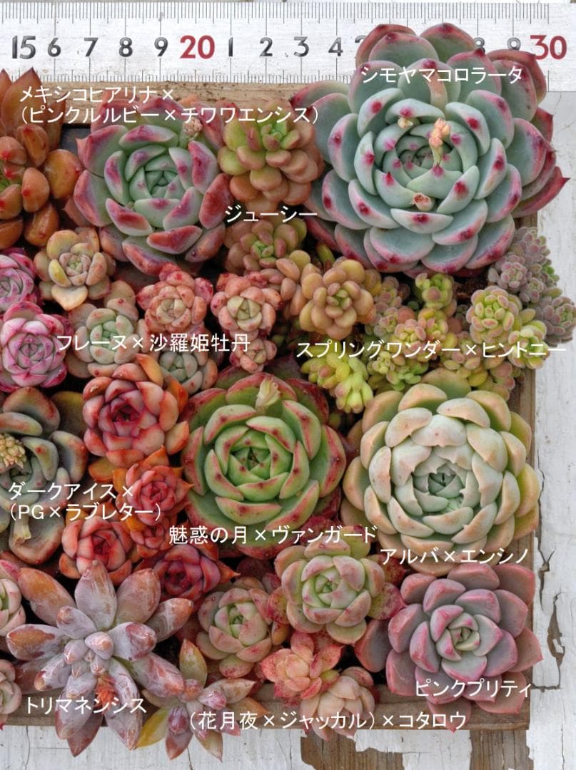 多肉植物（根付き苗21種）