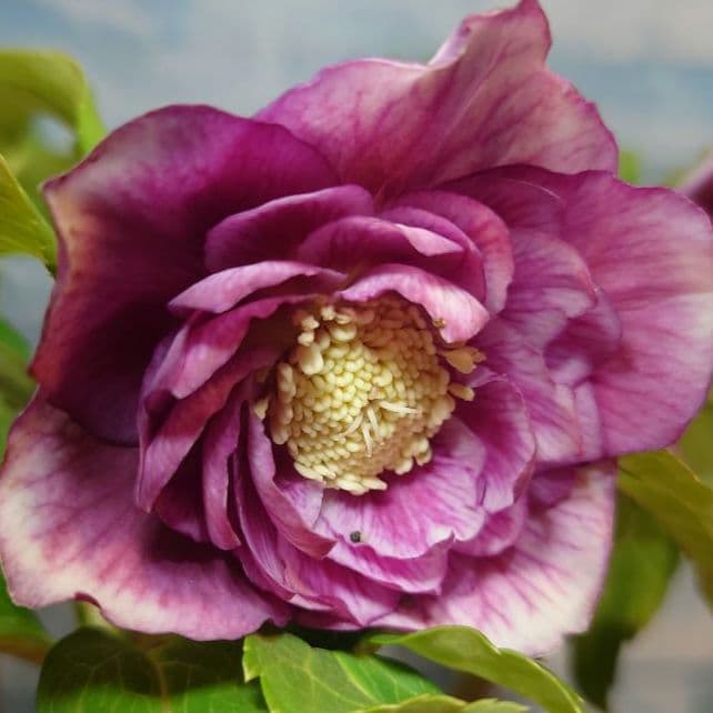 ④ 定価の5000円引きでの販売‼︎ 5年物のクリスマスローズ・スノー