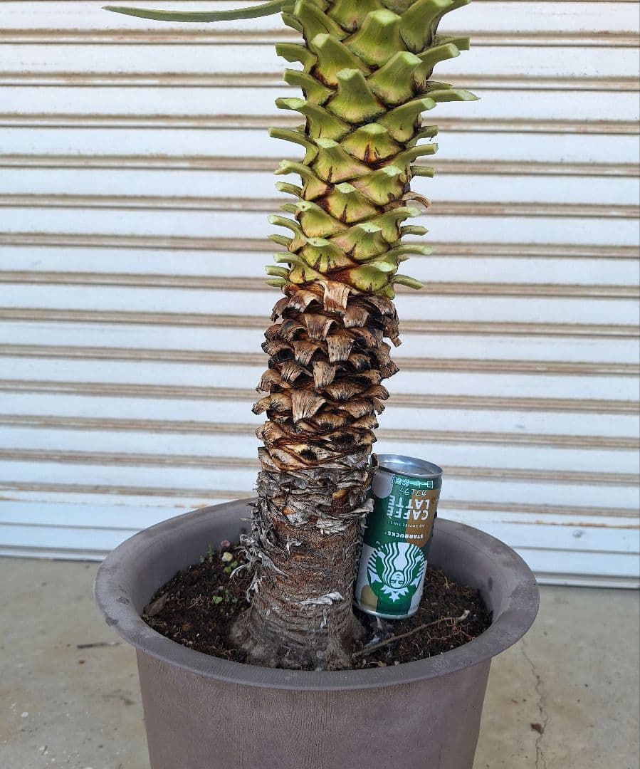 ユッカ アロイフォリア バリエガータ (斑入り千寿蘭) - メルカリ