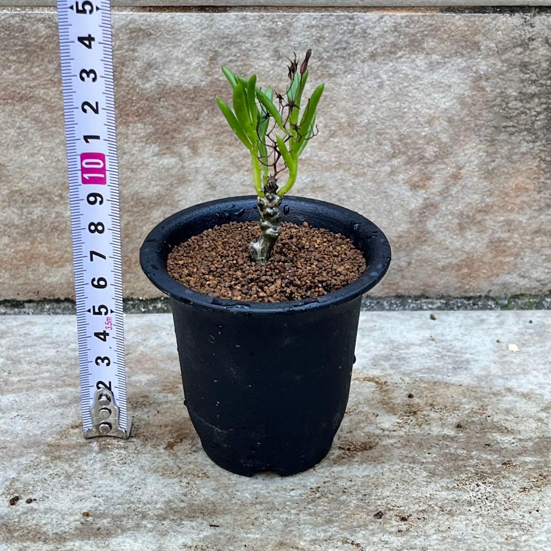 チレコドン ニグリカウリス No.002 鉢、送料込 メルカリ便 - メルカリ