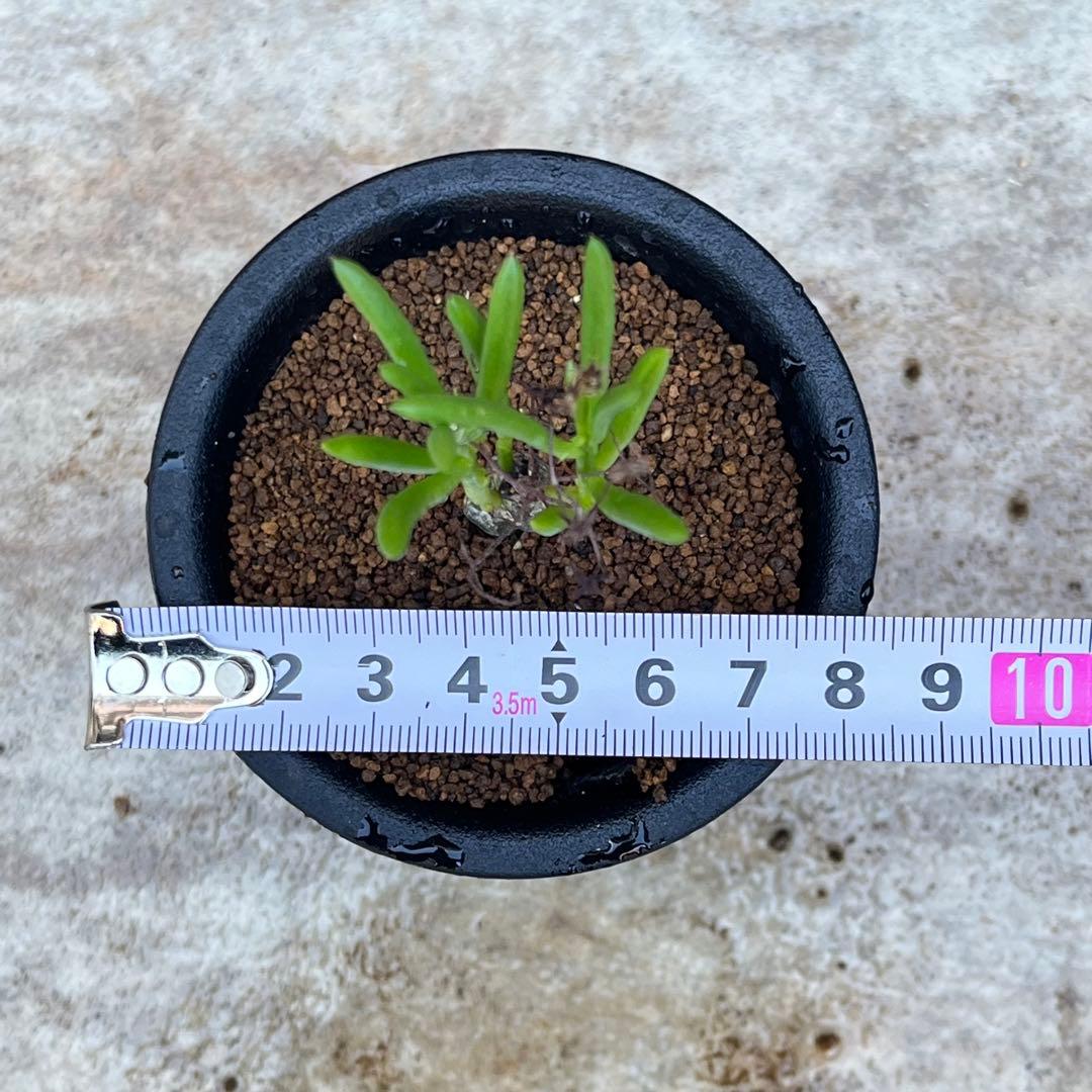 チレコドン ニグリカウリス No.002 鉢、送料込 メルカリ便 - メルカリ