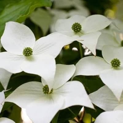 《現品》山法師(ヤマボウシ)株立ち　樹高1.5ｍ（根鉢含まず）16【苗木/植木】