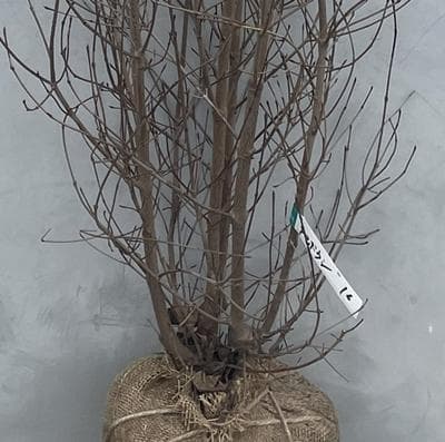 《現品》山法師(ヤマボウシ)株立ち　樹高1.5ｍ（根鉢含まず）16【苗木/植木】