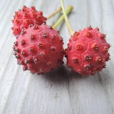 《現品》山法師(ヤマボウシ)株立ち　樹高1.5ｍ（根鉢含まず）16【苗木/植木】