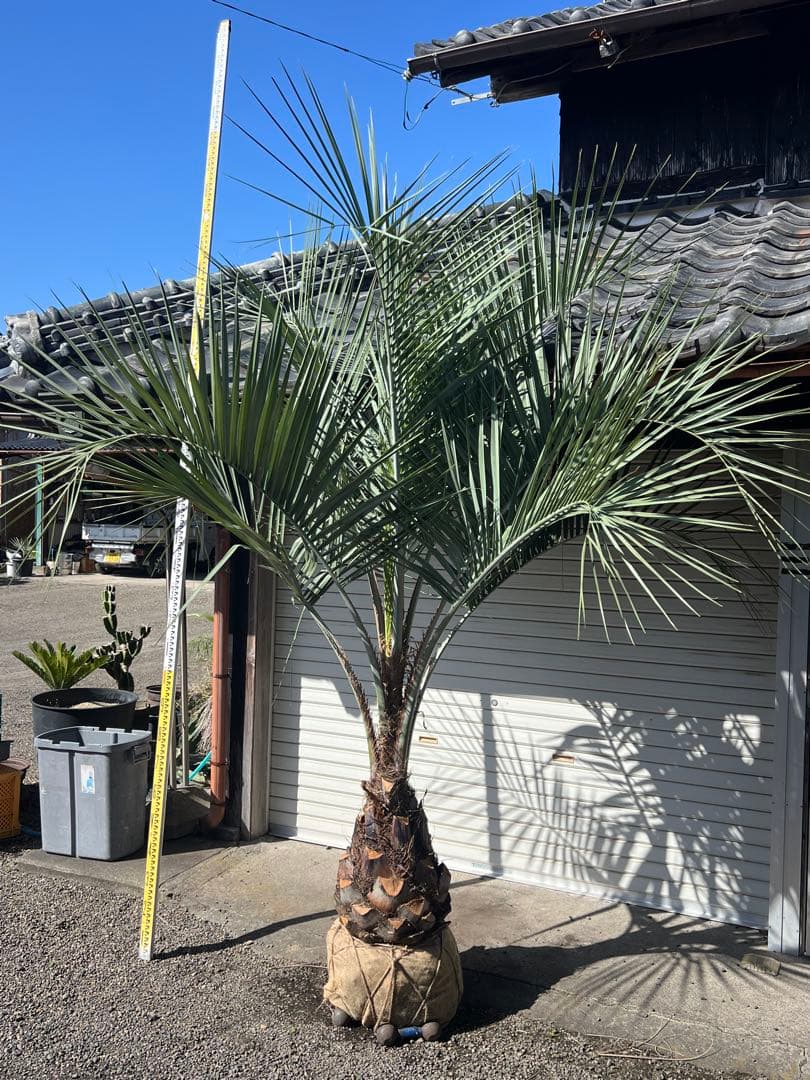 山内　ココスヤシ　カルフォルニアスタイル　ドライガーデン　送料込み